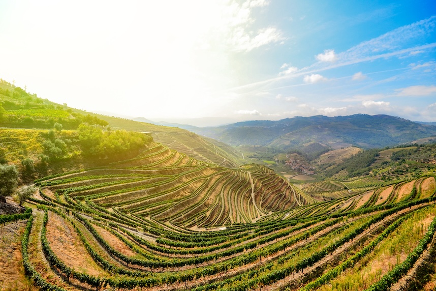 Weine aus Portugal - Region Douro-Tal